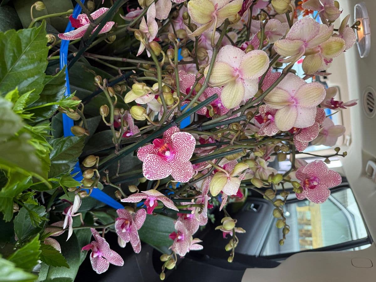 Garage Sale — 3016 S Peninsula Dr, Daytona Beach photo 3